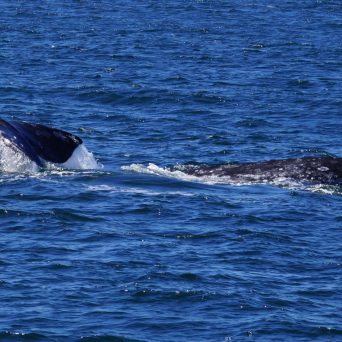 a whale jumping out of the water