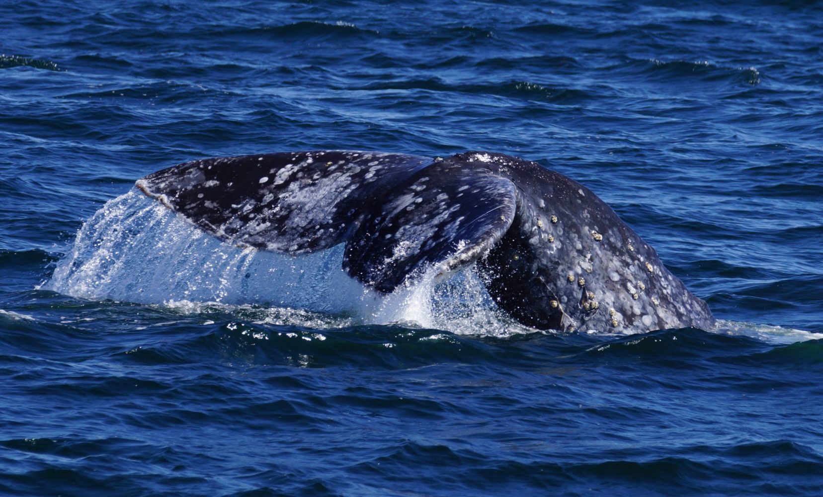 whale tail coming out of water 