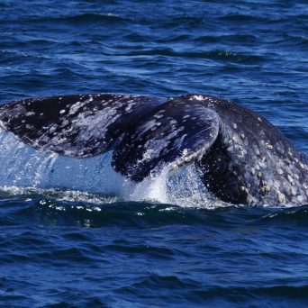 whale tail coming out of water