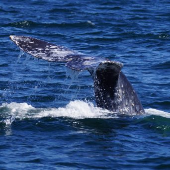 a whale jumping out of the water