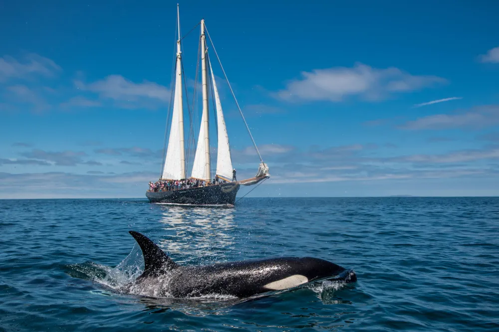orca whale in ocean next to yacht sailboat