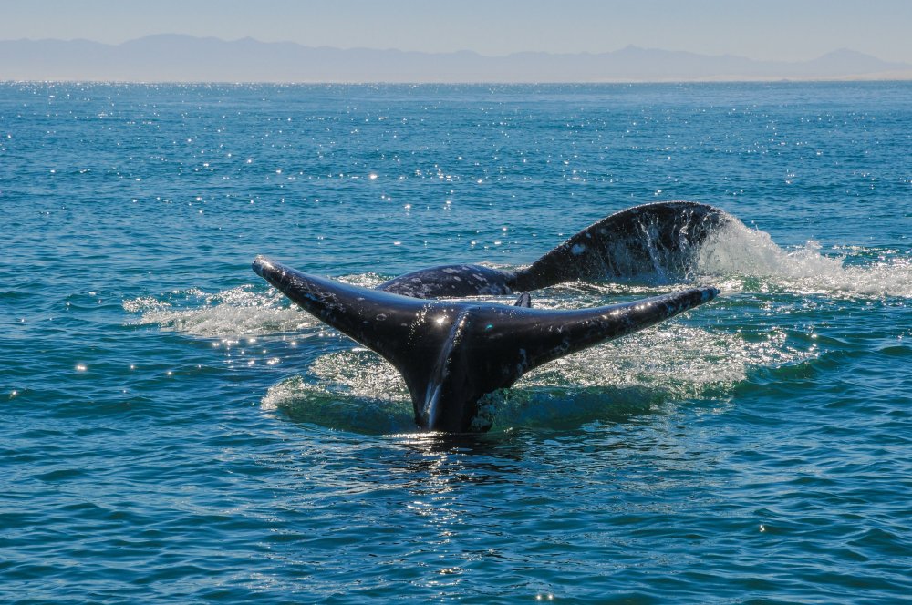 two gray whale tails in ocean