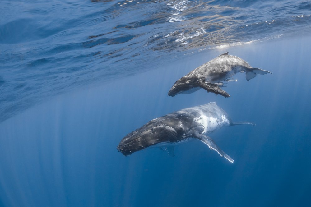 a bird flying over a body of water