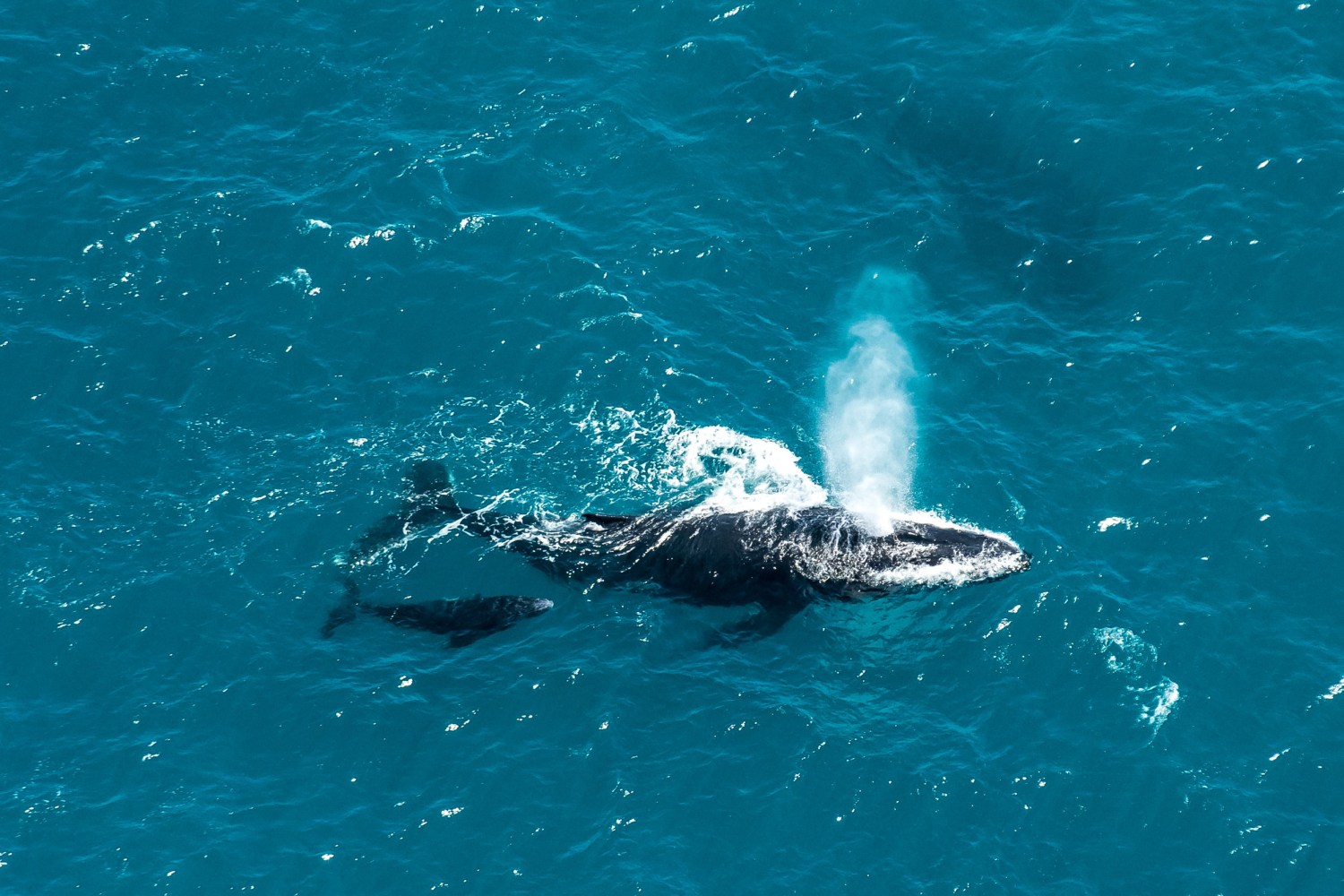 an animal swimming in the water