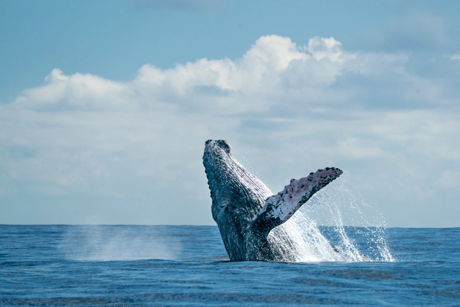 humpback whale breaching from the ocean