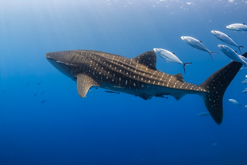 a fish swimming under water