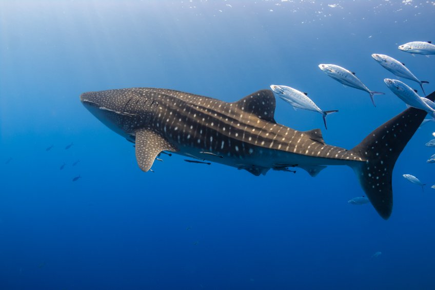 Whale Shark Appearance, Diet & Facts | Next Level Sailing