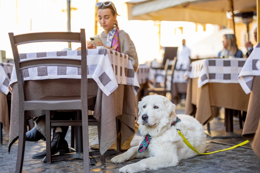 a dog sitting at a restaurant 