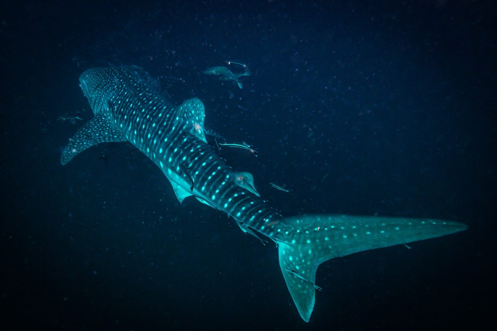 Whale shark swimming in dark ocean with speckled skin visible.