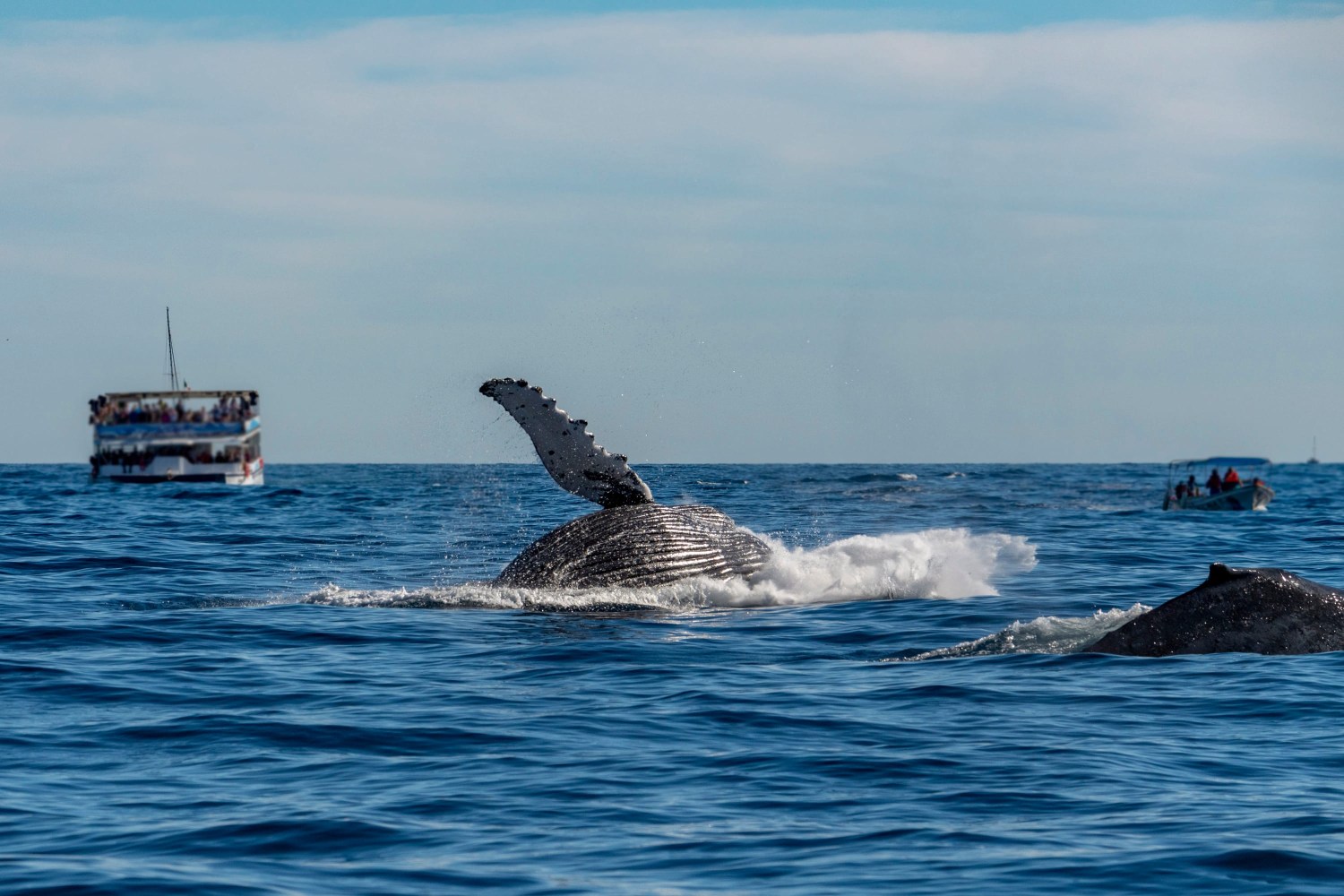 Whale breaching near boats in the ocean under a blue sky.