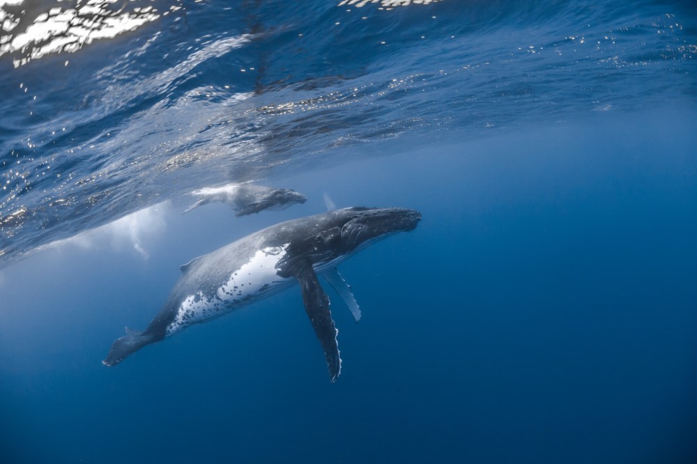 a bird flying over the water