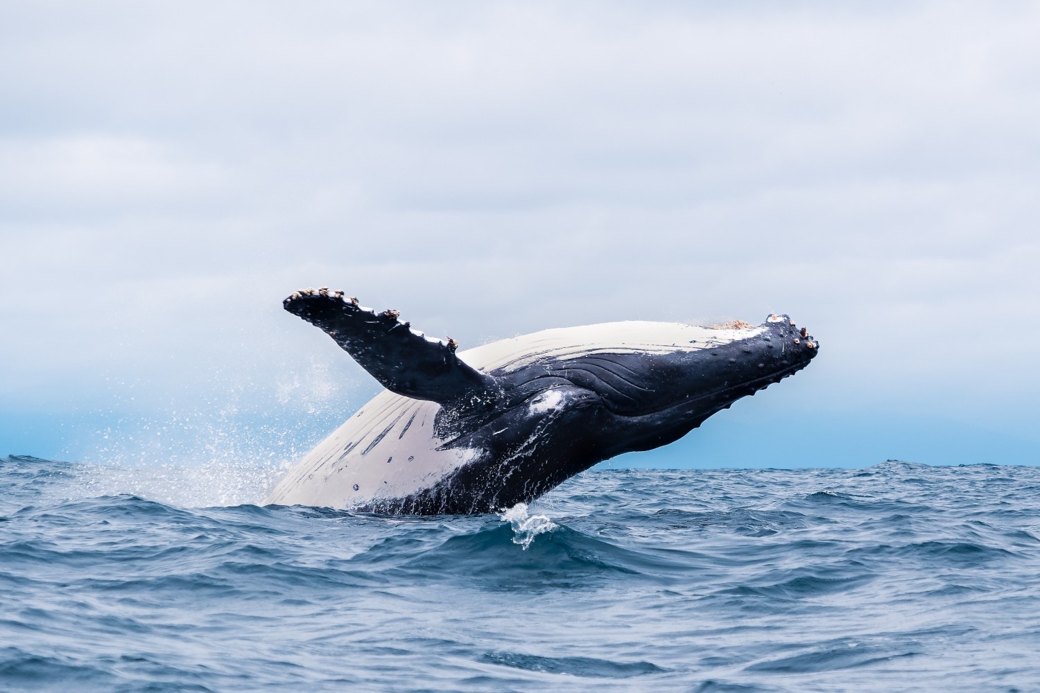 a whale jumping out of the water