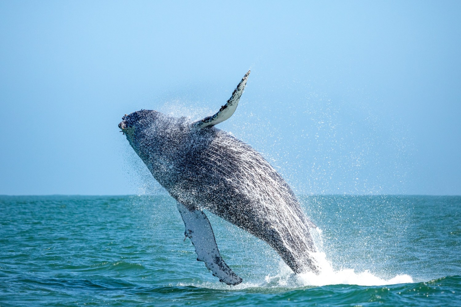 whale jumping out of the ocean