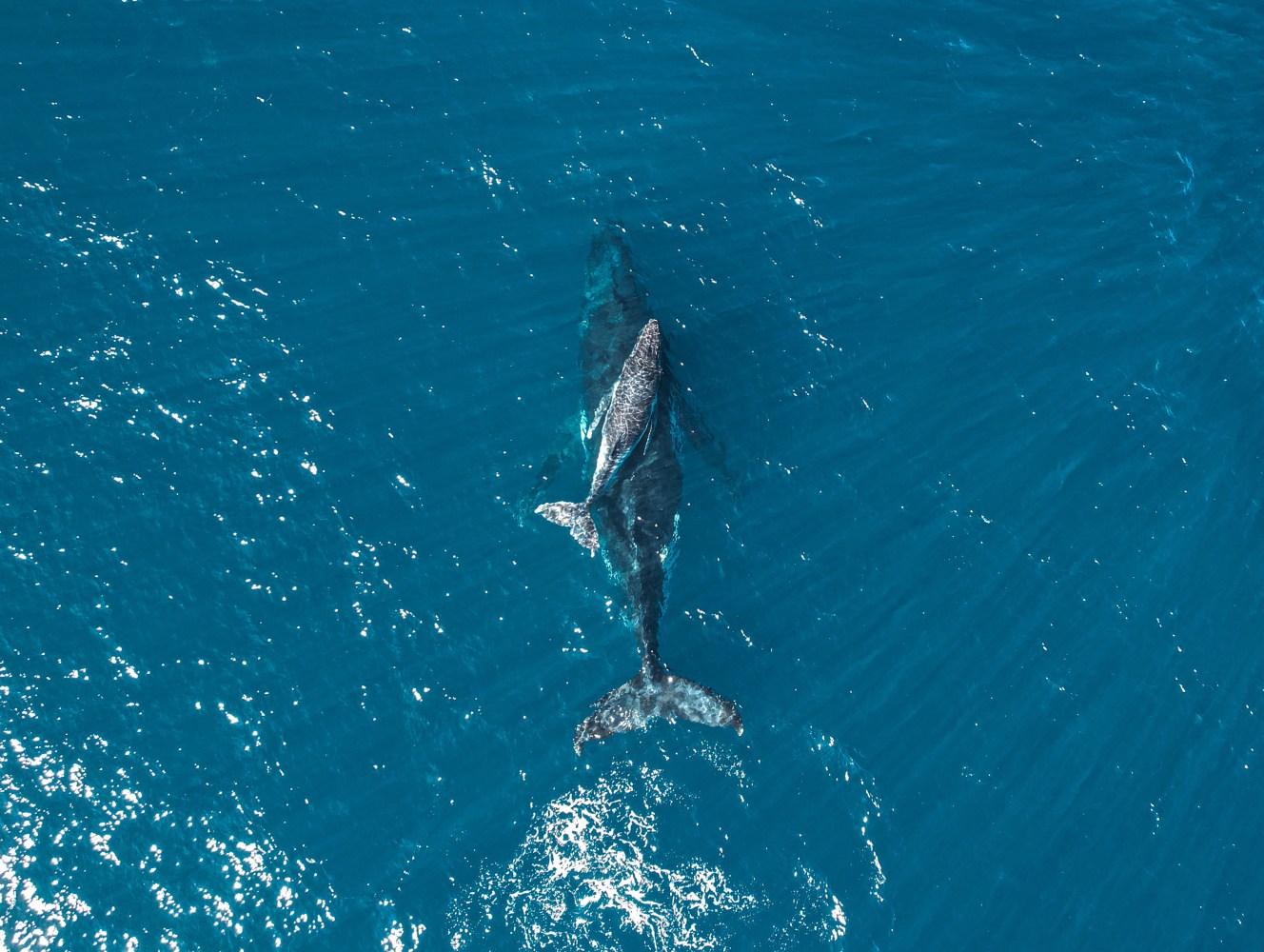 Aerial view of a whale swimming in clear blue ocean water.