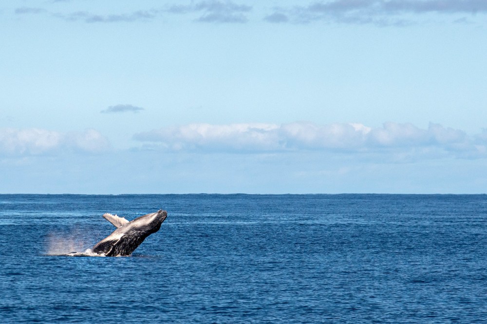 a bird flying over a body of water