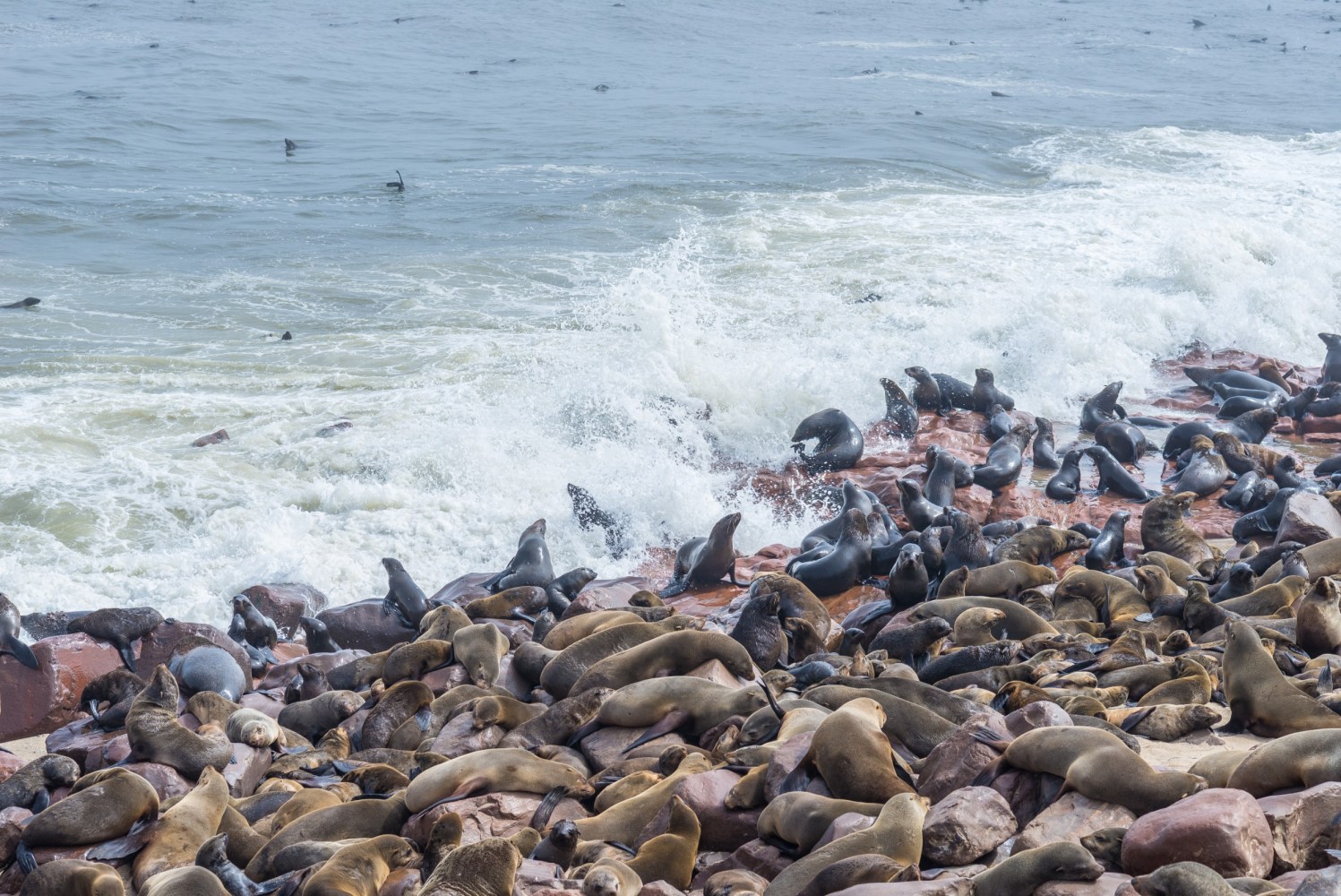 seals and sea lions on top of a sandy beach