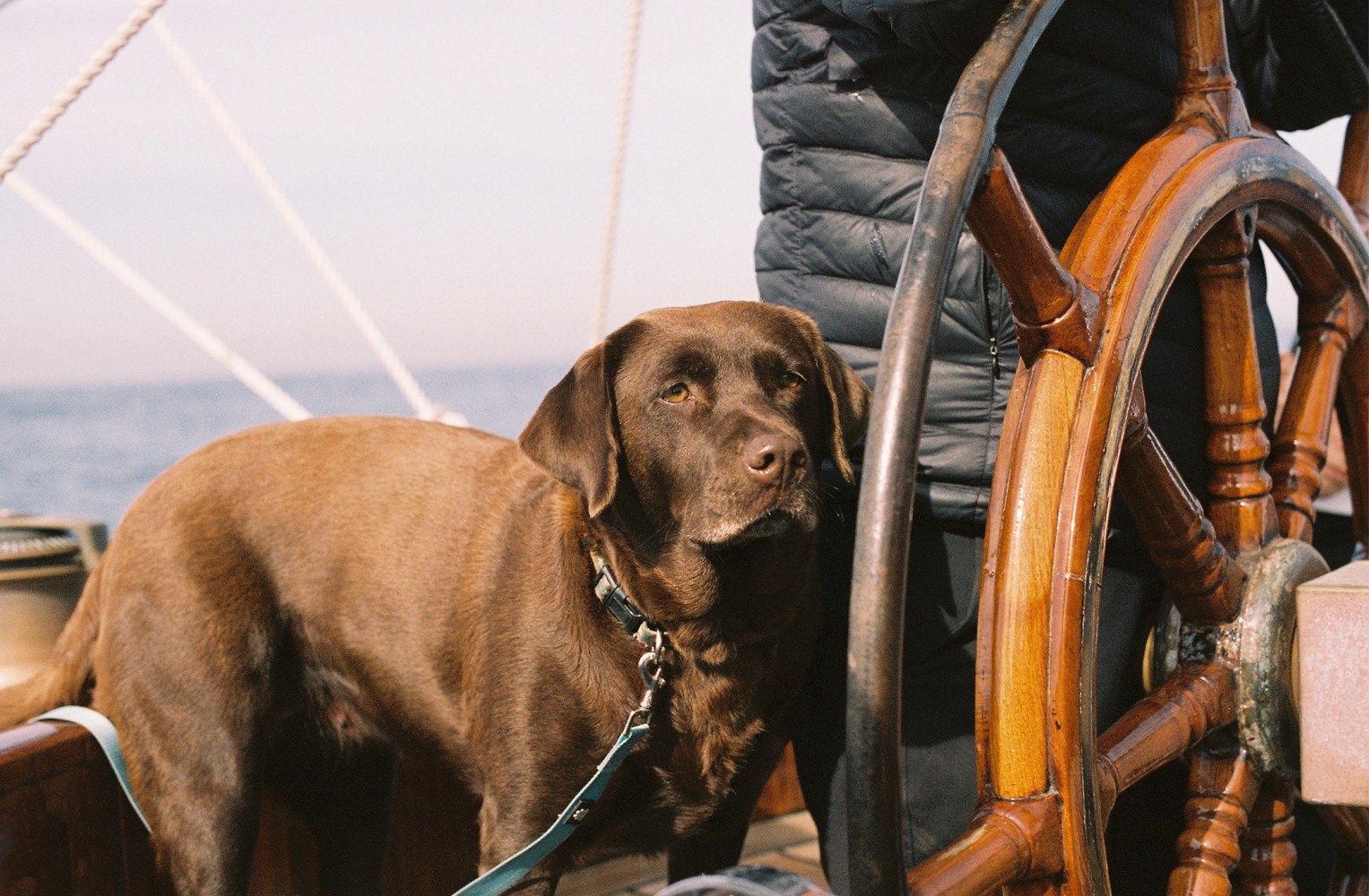 Brown dog standing near a wooden ship's wheel being steered by a person in a dark jacket.