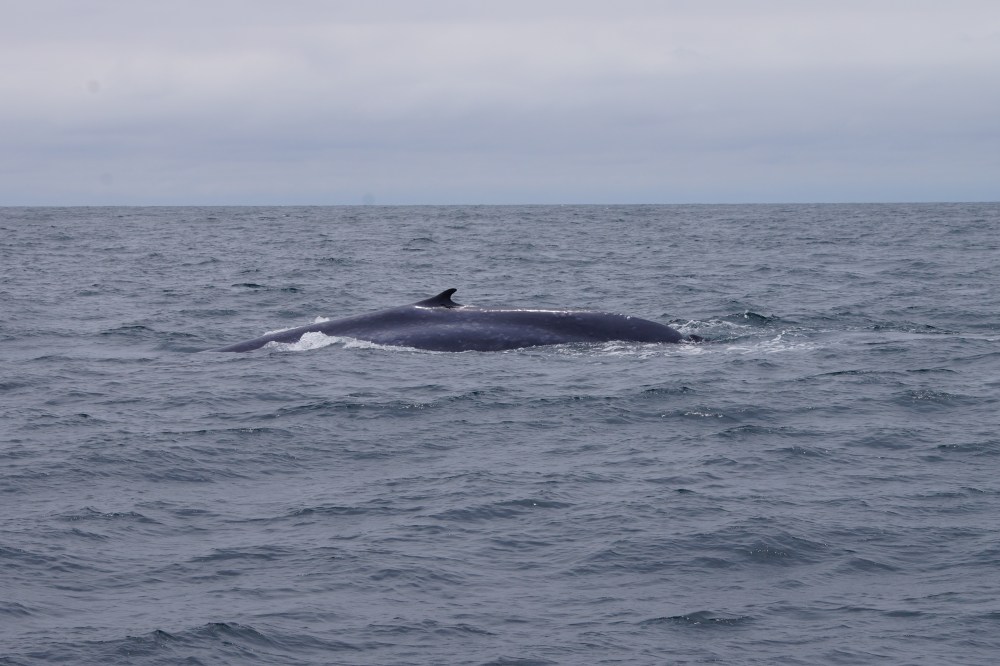 A fin whale surfacing in the ocean on a cloudy day.