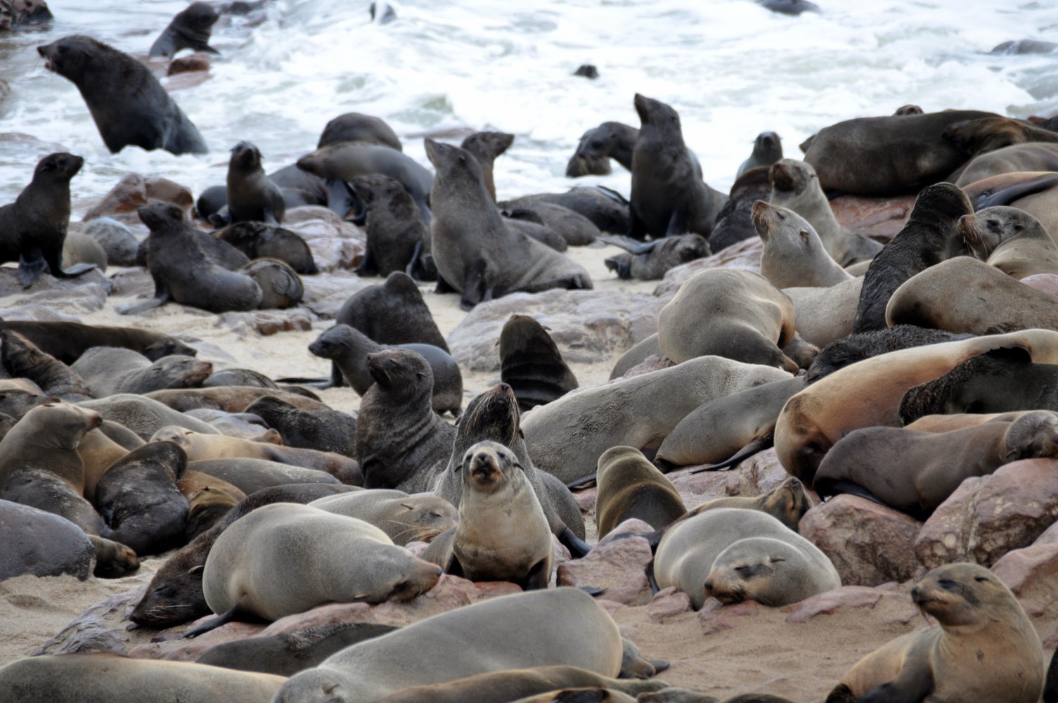 seals on a rocky beach