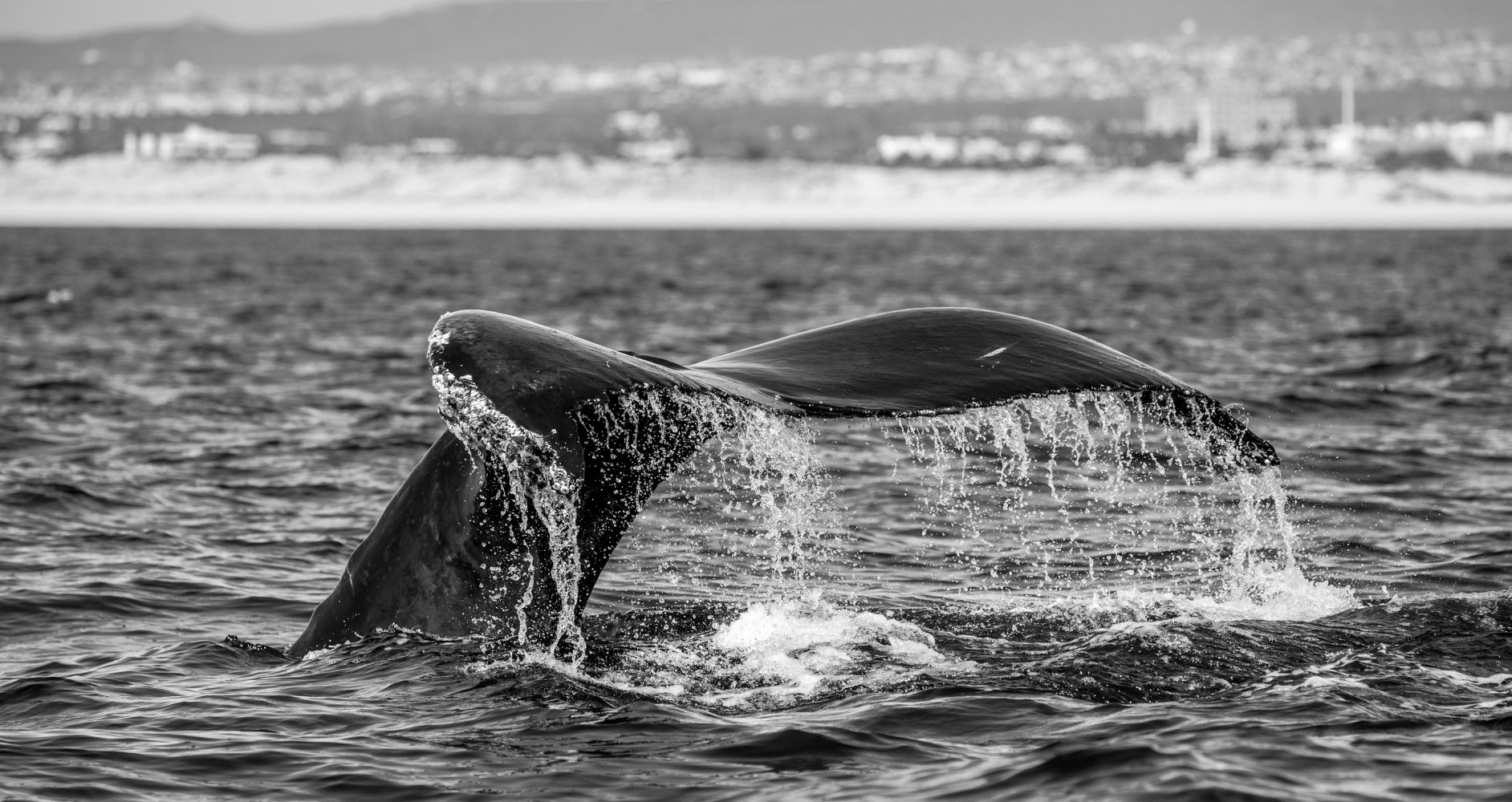 whale tail