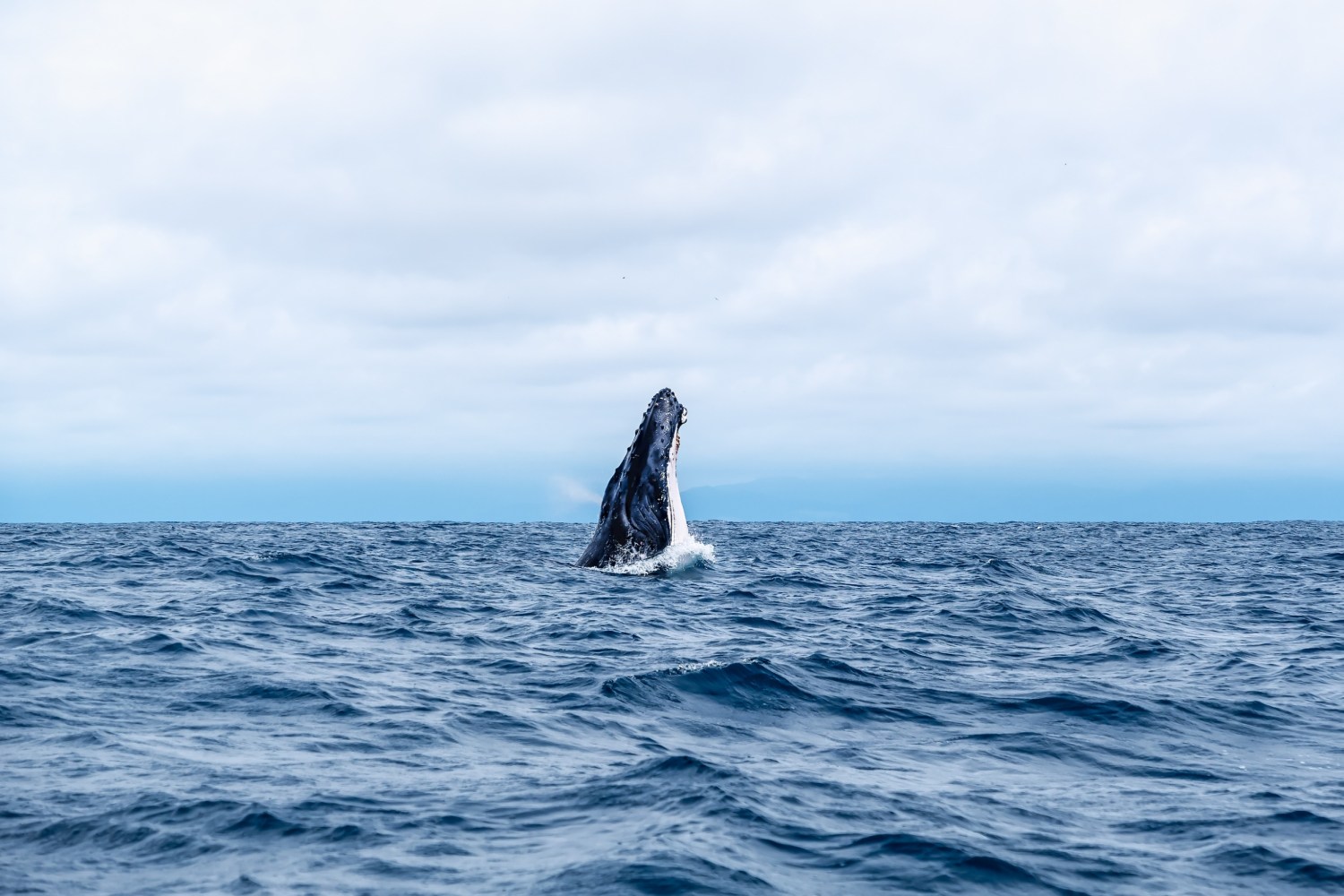 a whale's head rising out of the ocean