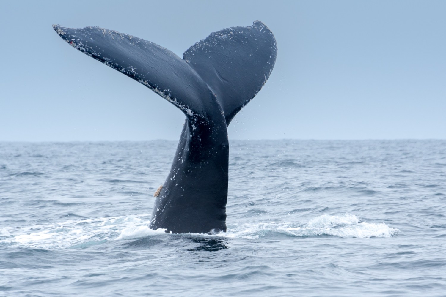 a whale tale coming out of the ocean