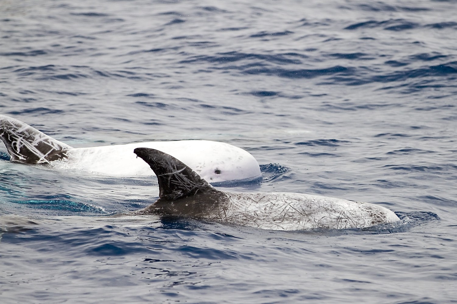 Two whales swimming in the ocean, one white and one gray.