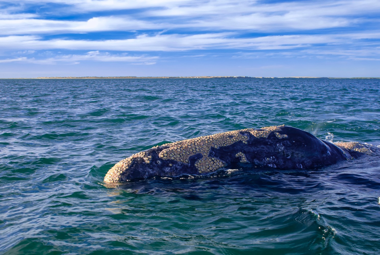 a whale surfacing on the water 