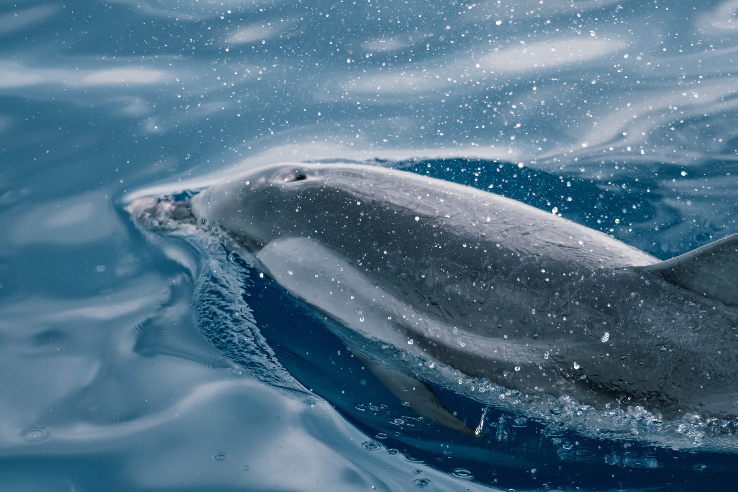 Dolphin swimming in the ocean with splashing water.