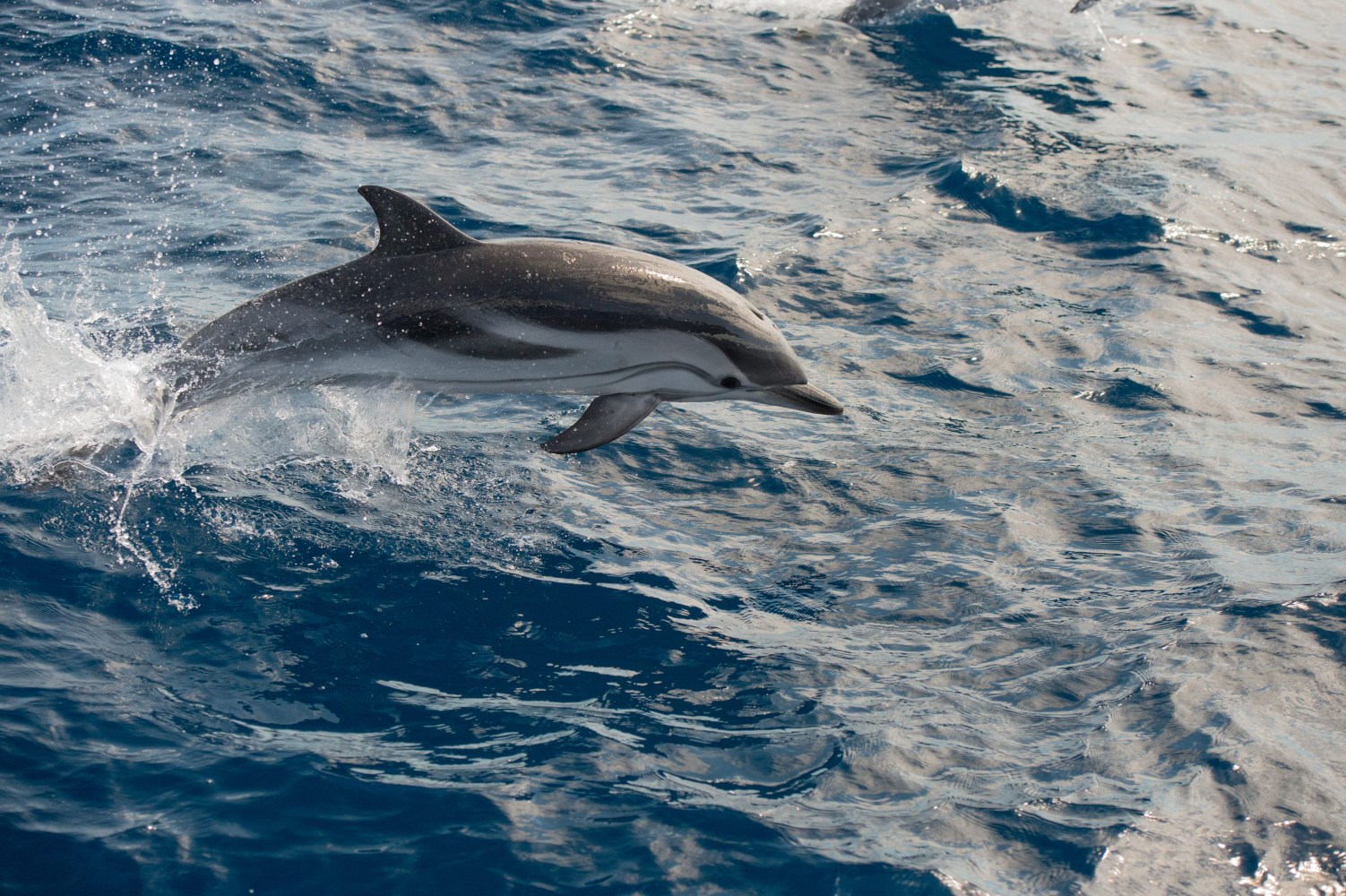 A dolphin jumping out of the ocean water, creating splashes.