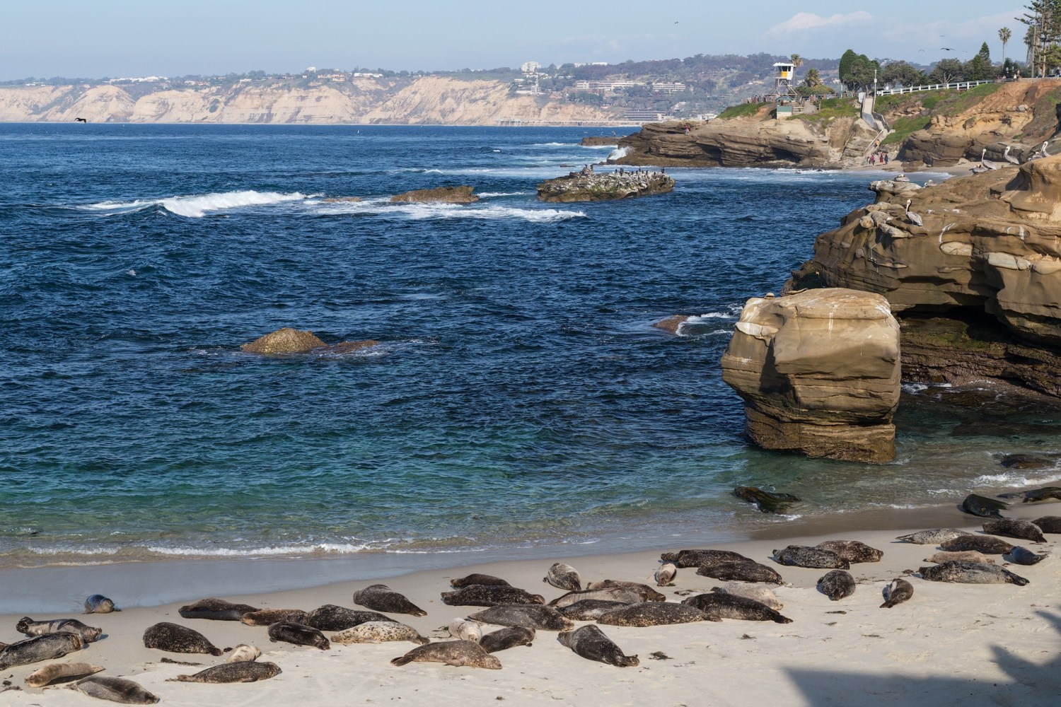 a group of seals on a beach near a body of water