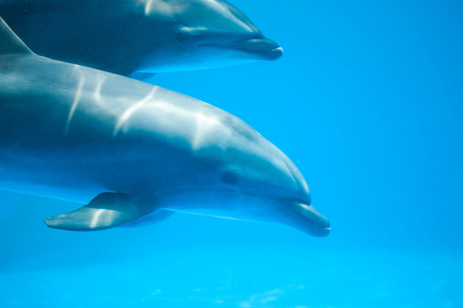 Two dolphins swimming underwater in a blue ocean.