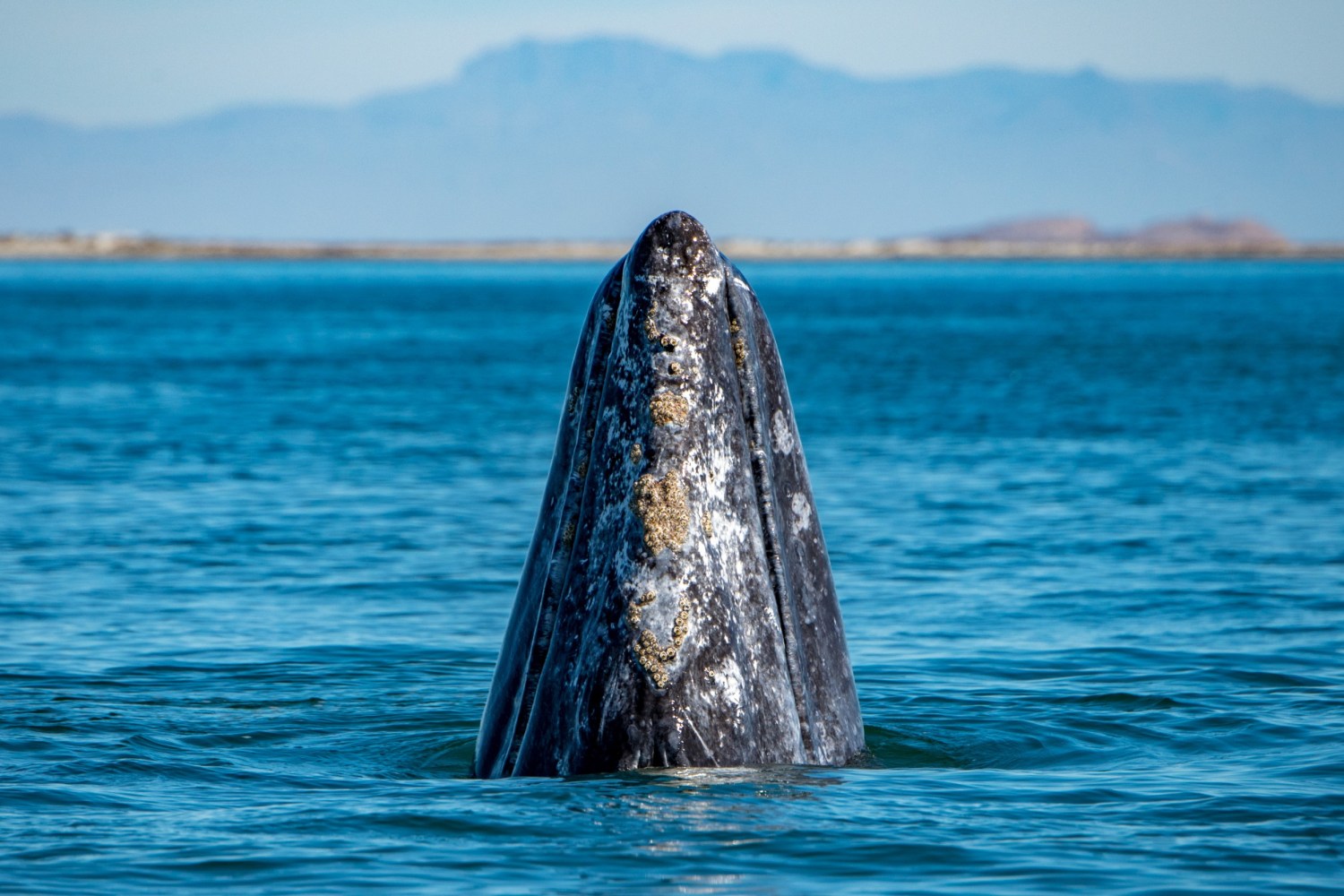 a whale's head surfacing out of the water 
