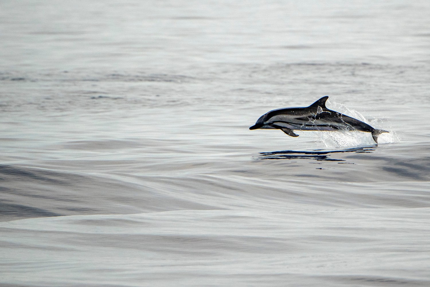 dolphin jumping out of water