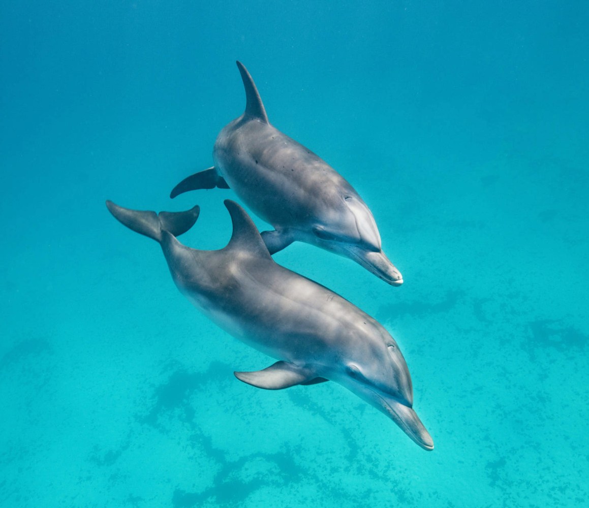 dolphins swimming in the water