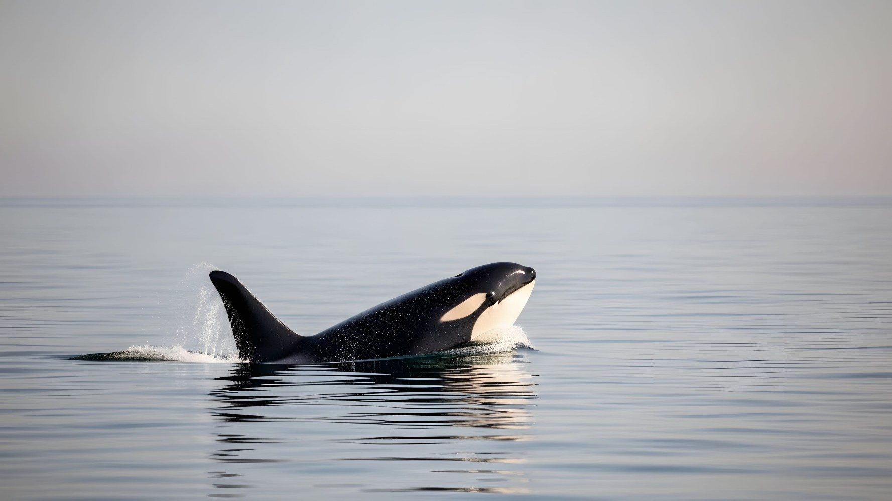 Orca swimming near the ocean surface on a calm day.