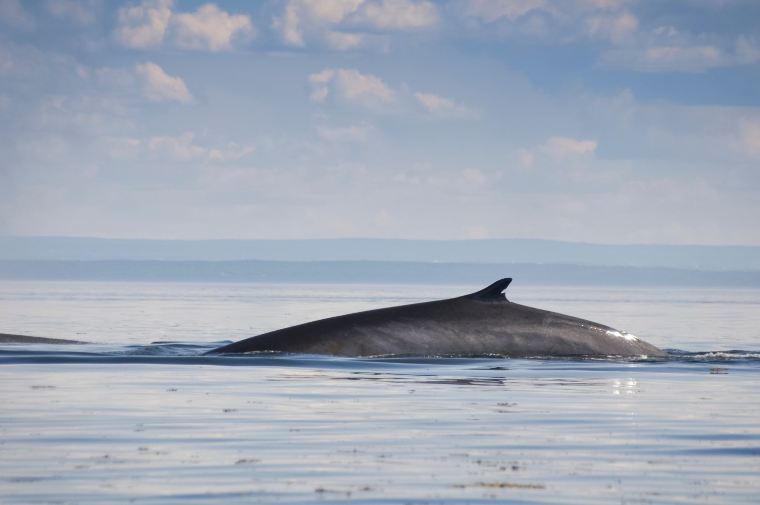 a whale swimming in a body of water