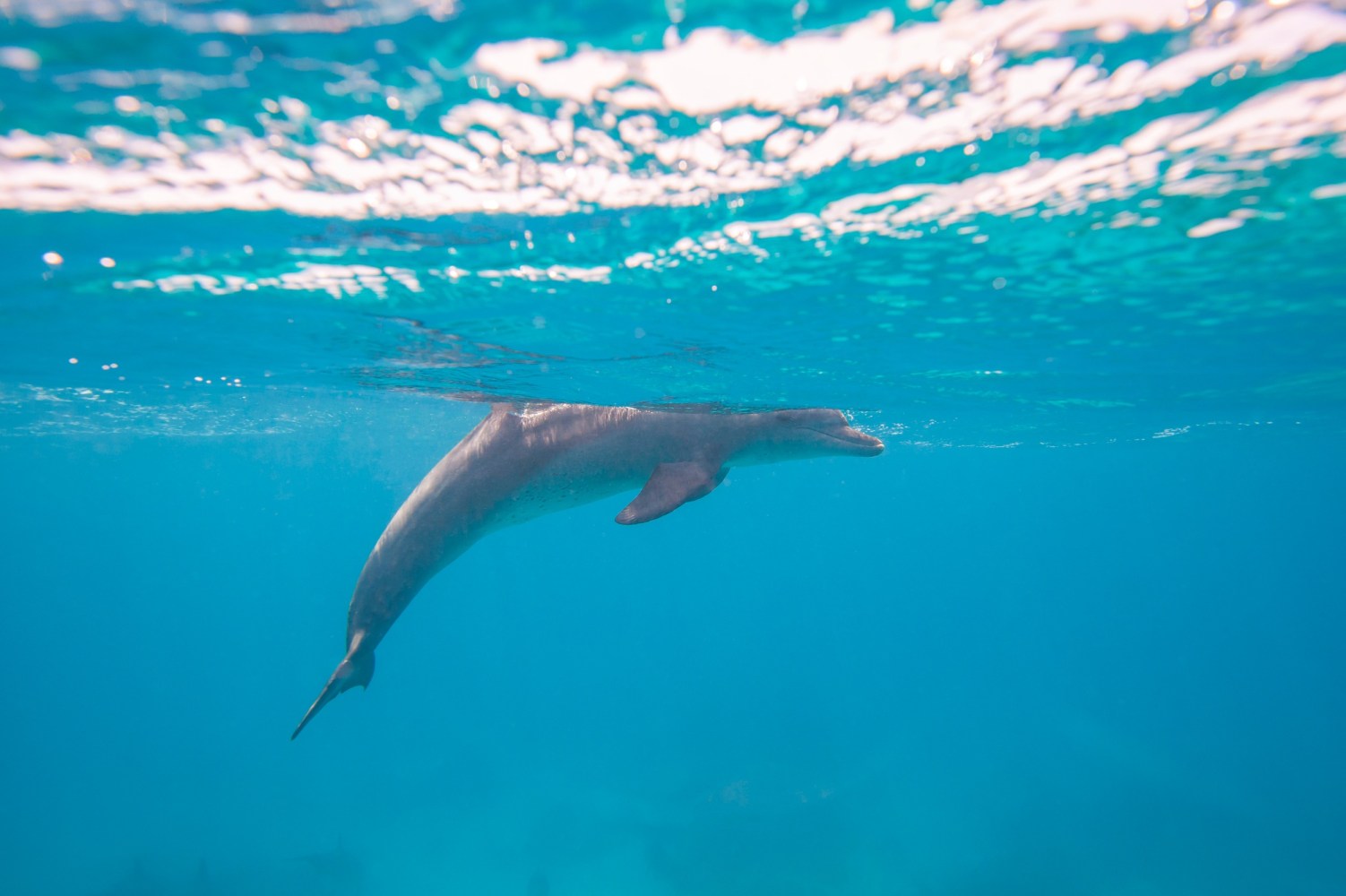 dolphin in ocean