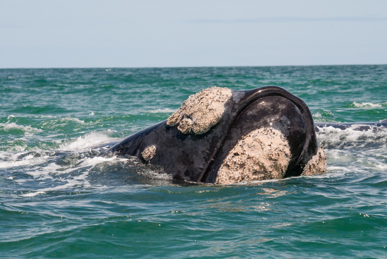 whale's head popping out of the ocean's surface