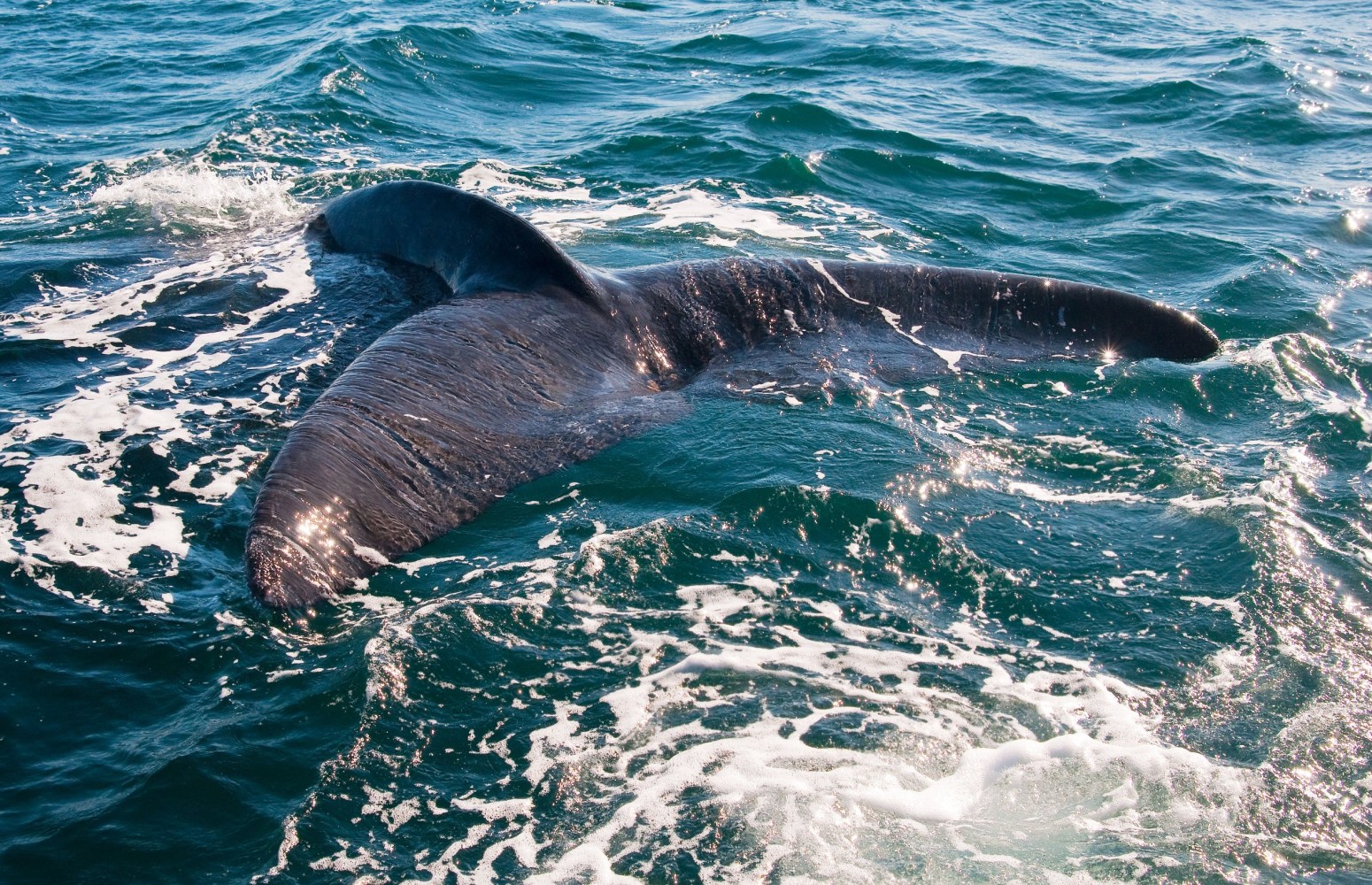 a whale's tail on the surface of the ocean