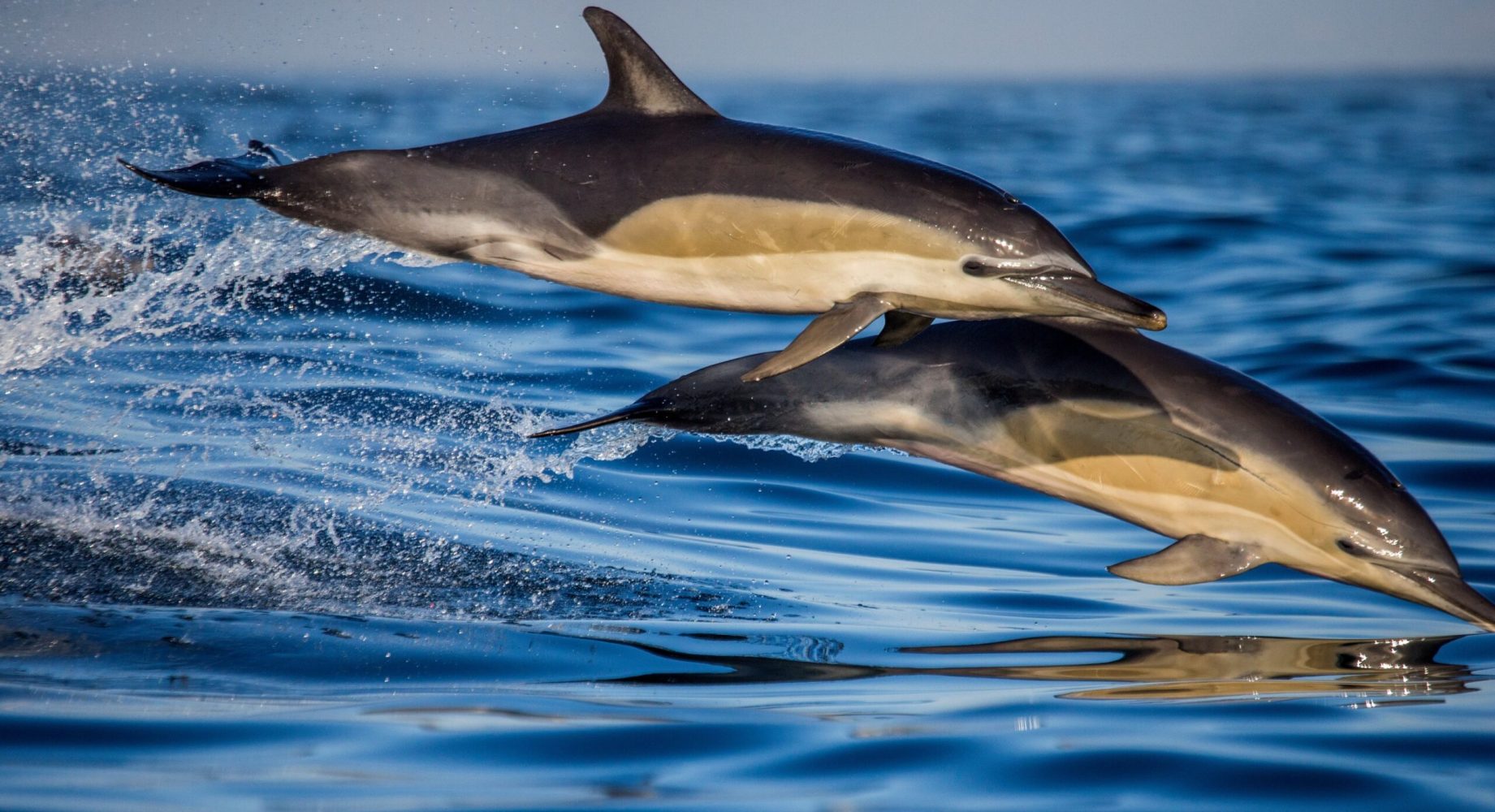 a dolphin swimming in a body of water