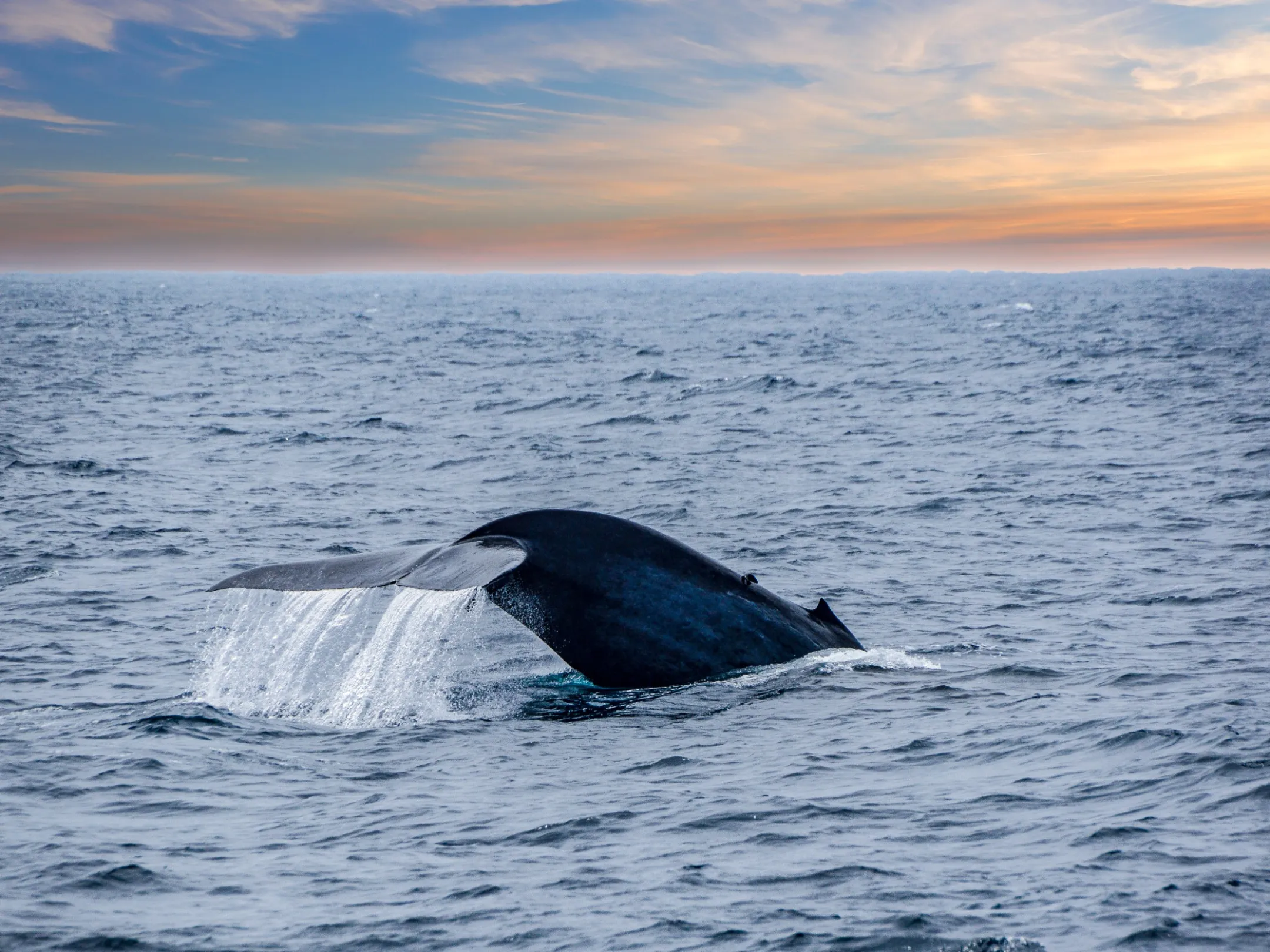 a whale jumping out of the water