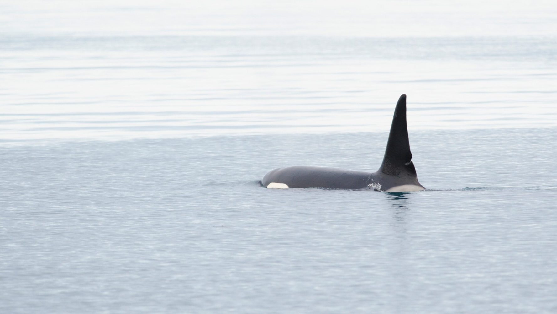 orca whale jumping out of a body of water