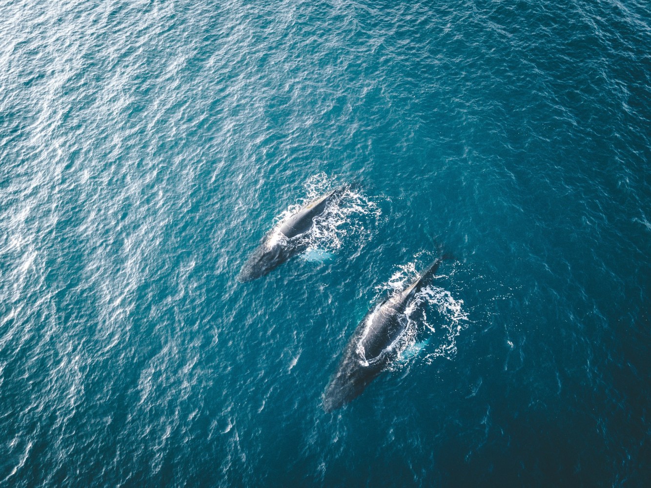 two whales swimming in the ocean