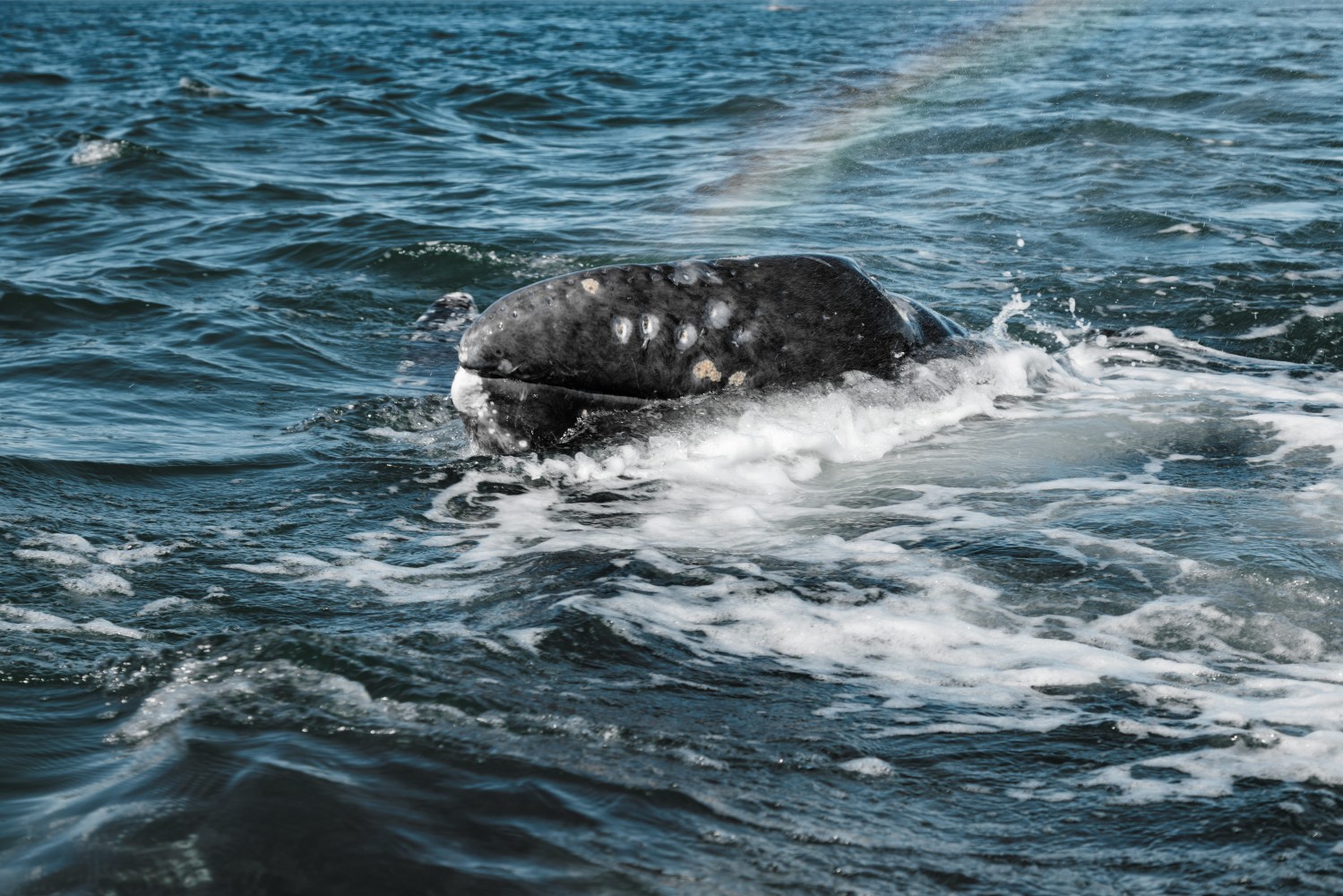 Whale surfacing in ocean with water splashes and a faint rainbow overhead.