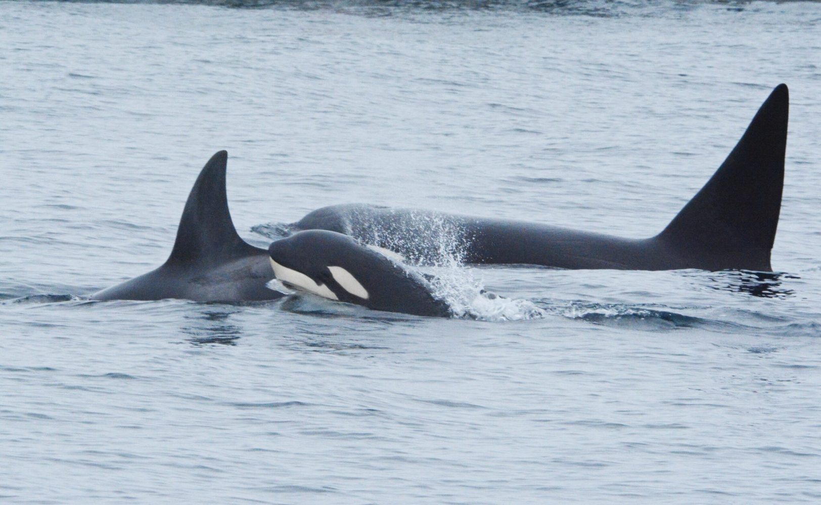 a pod of orcas with a baby 