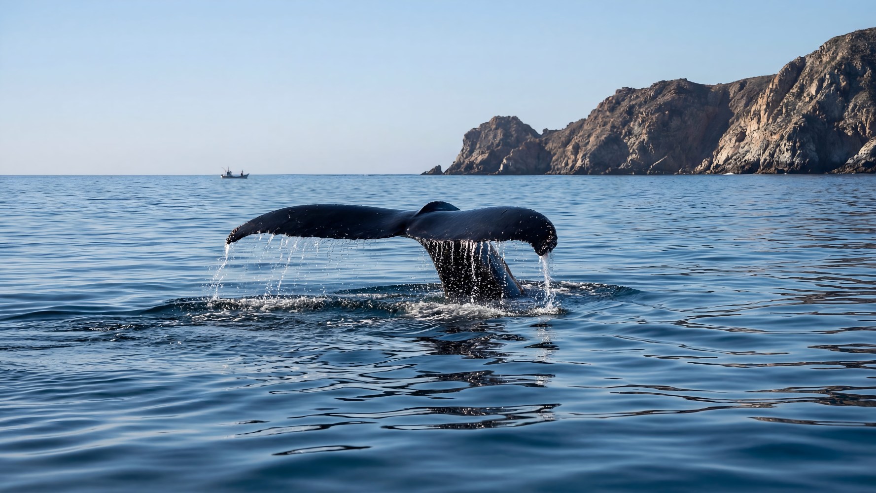 Whale tail above water near rocky coastline under clear sky.