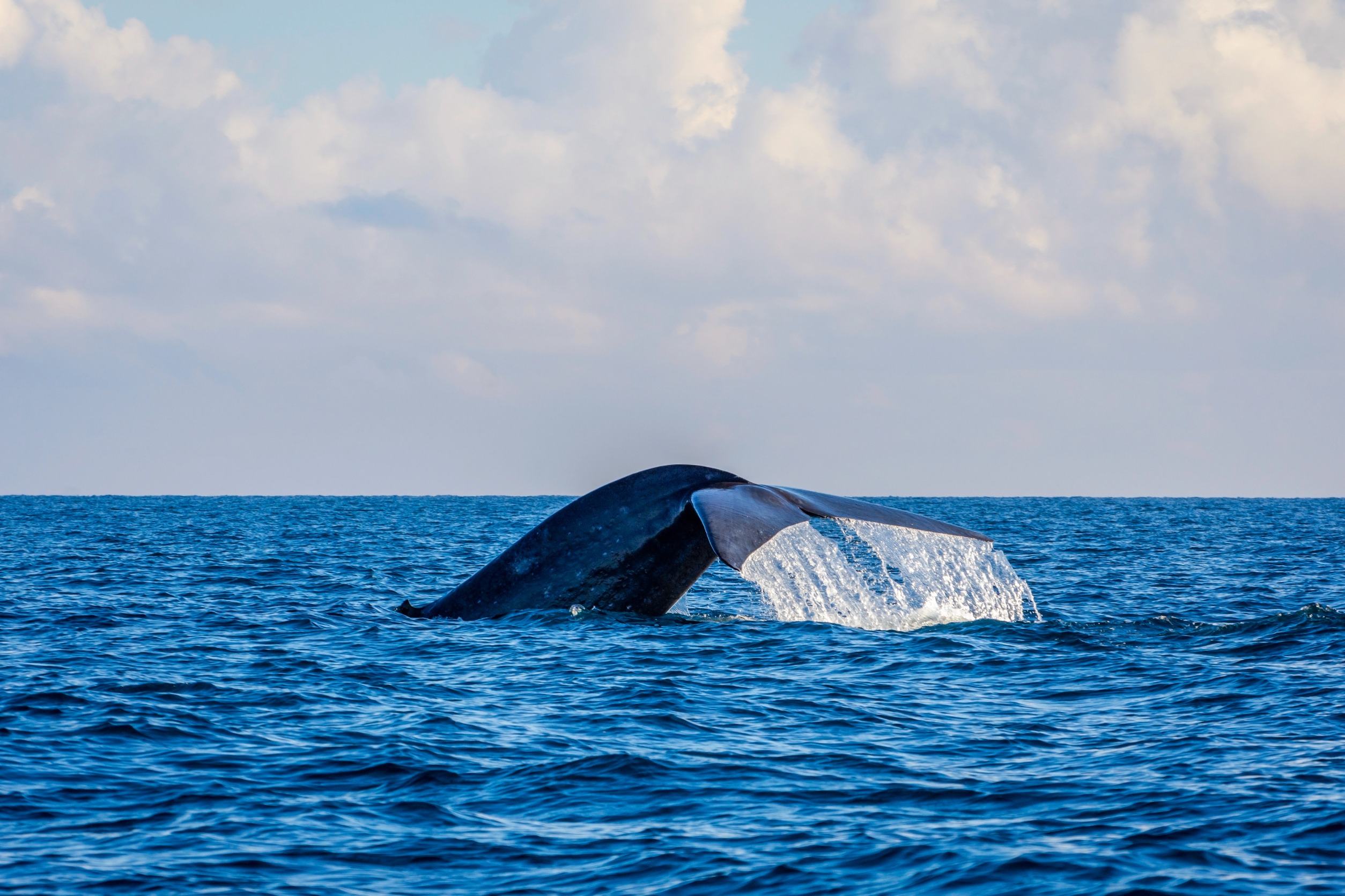 a whale jumping out of a body of water