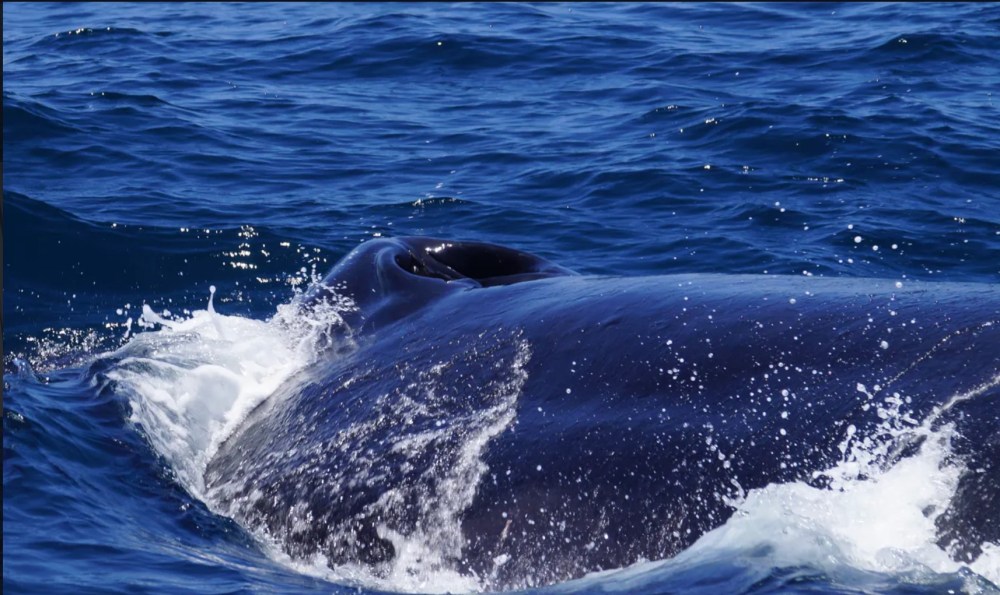 Close-up of a whale surfacing in the ocean with water splashing.