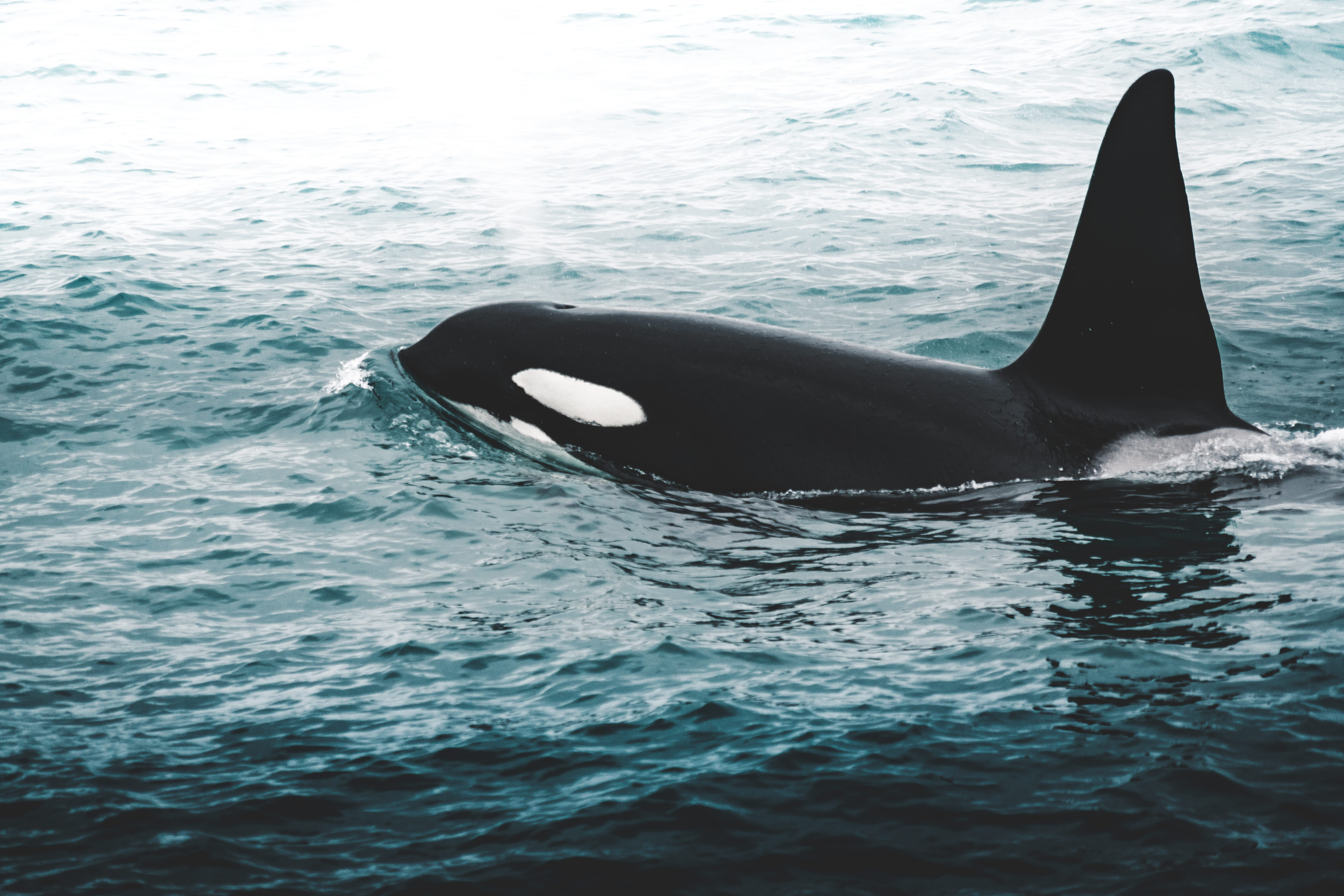 Orca swimming in the ocean, partly above water, with dorsal fin visible.